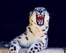 Bildergebnis für Snow Leopard Denning. Größe: 130 x 104. Quelle: www.wired.com