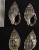 Image result for "nassarius Nitidus". Size: 82 x 104. Source: bishogai.com