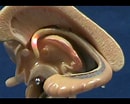 Afbeeldingsresultaten voor Hippocampus Brain Model. Grootte: 130 x 104. Bron: www.youtube.com