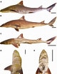 Image result for "squalus Melanurus". Size: 80 x 104. Source: zse.pensoft.net