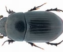 Image result for "oligopus Ater". Size: 126 x 104. Source: www.kaefer-der-welt.de