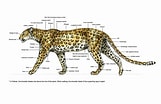 Résultat d’image pour Snow Leopard Anatomy. Taille: 161 x 104. Source: www.pinterest.fr