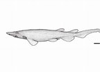 Afbeeldingsresultaten voor "apristurus Stenseni". Grootte: 144 x 104. Bron: fishesofaustralia.net.au