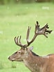Image result for Red Deer Male. Size: 78 x 104. Source: www.alamy.com