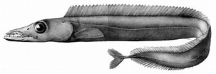 Image result for "aphanopus Carbo". Size: 303 x 104. Source: reptileevolution.com