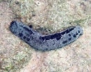 Image result for "holothuria Coluber". Size: 131 x 104. Source: www.snorkeling-report.com