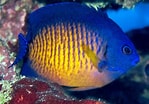 Image result for "mysidopsis Bispinosa". Size: 149 x 104. Source: reefguide.org