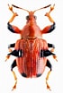 Image result for "amphithyrus Bispinosus". Size: 70 x 104. Source: www.pinterest.com.mx