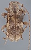 Image result for "notoscopelus Caudispinosus". Size: 64 x 104. Source: bezbycids.com