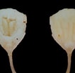 Afbeeldingsresultaten voor "teredora Malleolus". Grootte: 106 x 104. Bron: www.researchgate.net