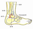 足の構造 に対する画像結果.サイズ: 117 x 104。ソース: jiko-110.com