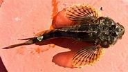 Image result for Myoxocephalus scorpioides Klasse. Size: 185 x 104. Source: descna.com