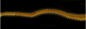 Image result for "nereis Pelagica". Size: 302 x 79. Source: www.inaturalist.org