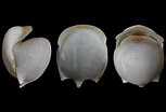 Image result for Cavolinia globulosa. Size: 153 x 104. Source: seaslugsofhawaii.com