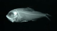 Image result for "electrona Risso". Size: 192 x 104. Source: www.fishbiosystem.ru