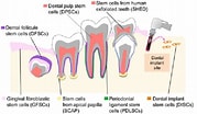 تصویر کا نتیجہ برائے Cell Lines in Dental pulp. سائز: 179 x 104۔ ماخذ: www.kosheeka.com