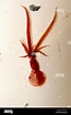 Afbeeldingsresultaten voor Whip-lash Squid. Grootte: 65 x 104. Bron: www.alamy.com
