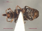 Image result for "notoscopelus Caudispinosus". Size: 139 x 104. Source: www.zoology.ubc.ca