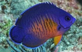 Image result for "mysidopsis Bispinosa". Size: 165 x 104. Source: reeflifesurvey.com