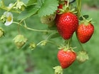 Image result for Strawberry Plants. Size: 139 x 104. Source: www.emilysproduce.com