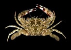 Image result for "charybdis Orientalis". Size: 147 x 104. Source: www.crabdatabase.info