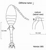 Image result for "oithona Nana". Size: 96 x 104. Source: scripps.ucsd.edu