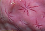 Image result for Haliscera Conica Stam. Size: 151 x 104. Source: www.reeflex.net