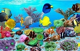 Image result for Vista Screensaver Fish Tank. Size: 162 x 104. Source: alessandrawaverly.blogspot.com