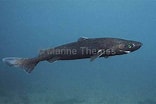 Image result for "centroscymnus Coelolepis". Size: 156 x 104. Source: www.marinethemes.com