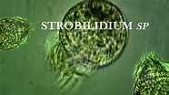 Image result for "strobilidium Typicum". Size: 186 x 104. Source: www.youtube.com