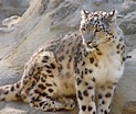 Résultat d’image pour Snow Leopard Photography. Taille: 123 x 104. Source: animalz-world.blogspot.com