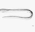 Image result for Echelus myrus Familie. Size: 115 x 104. Source: thewebsiteofeverything.com