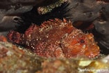 Afbeeldingsresultaten voor "scorpaena Maderensis". Grootte: 156 x 104. Bron: reeflifesurvey.com