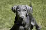 Image result for Labrador Retriever. Size: 158 x 104. Source: commons.wikimedia.org