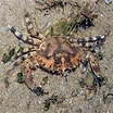 Image result for "charybdis Annulata". Size: 104 x 104. Source: www.wildsingapore.com