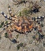 Image result for "charybdis Annulata". Size: 92 x 104. Source: www.wildsingapore.com