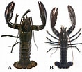 Image result for Homarus americanus Typen. Size: 118 x 104. Source: www.researchgate.net