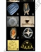 Afbeeldingsresultaten voor "eucheilota Ventricularis". Grootte: 83 x 105. Bron: www.researchgate.net