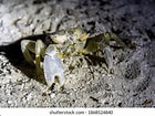 Image result for "ocypode Ceratophthalma". Size: 140 x 105. Source: www.shutterstock.com