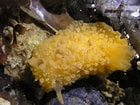 Image result for "archidoris Pseudoargus". Size: 140 x 105. Source: www.flickr.com