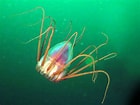 Afbeeldingsresultaten voor Helmet Jellyfish. Grootte: 140 x 105. Bron: www.seawater.no