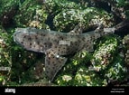 Image result for Heterodontus quoyi. Size: 143 x 105. Source: www.alamy.com