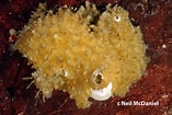 Image result for "hymedesmia Mamillaris". Size: 157 x 105. Source: www.pacificsponges.ca