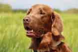 Image result for Flat Coated Retriever. Size: 157 x 105. Source: www.dailypaws.com
