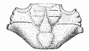 Afbeeldingsresultaten voor Melybia Thalamita Anatomie. Grootte: 181 x 105. Bron: www.researchgate.net