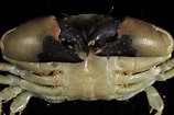 Image result for "leptodius Gracilis". Size: 158 x 105. Source: crustaceamayotte.free.fr