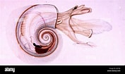 Afbeeldingsresultaten voor Atlanta echinogyra Anatomie. Grootte: 177 x 105. Bron: www.alamyimages.fr