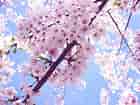 Cherry Blossom ਲਈ ਪ੍ਰਤੀਬਿੰਬ ਨਤੀਜਾ. ਆਕਾਰ: 140 x 105. ਸਰੋਤ: www.fanpop.com