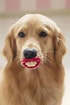 Image result for Lustige Hunde. Size: 70 x 105. Source: www.ba-bamail.com