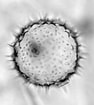 Image result for "acrosphaera Spinosa". Size: 94 x 105. Source: www.radiolaria.org